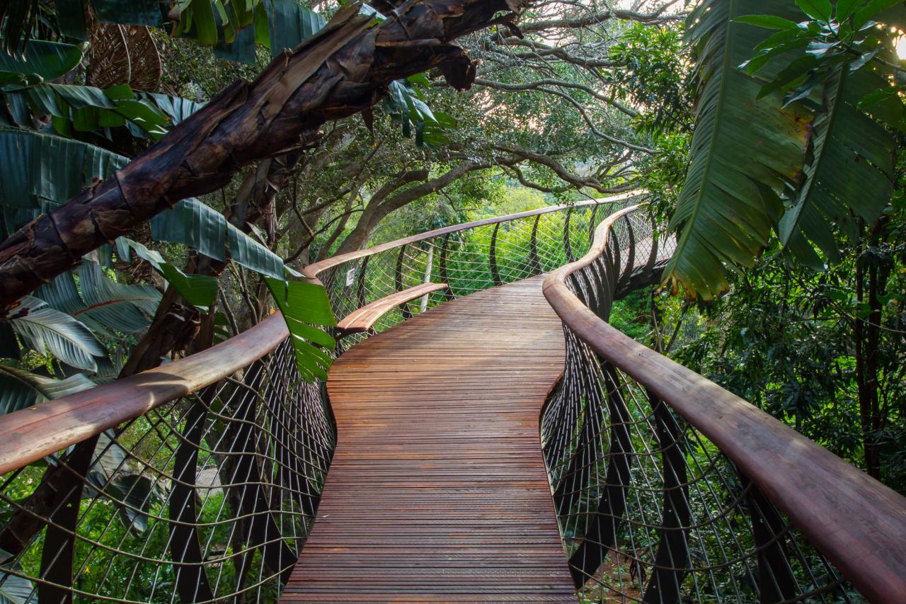 Canopy walking