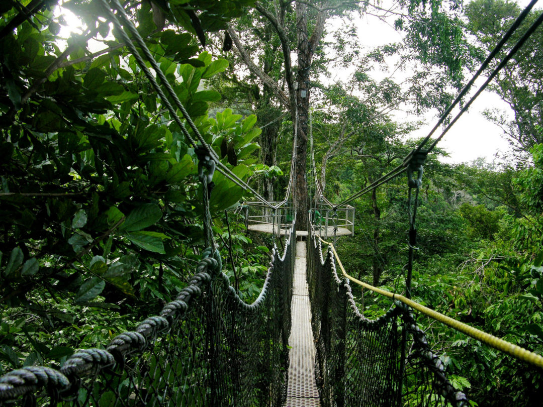 Canopy walking