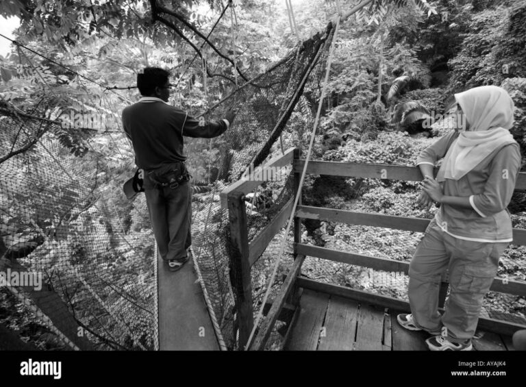 Canopy walking