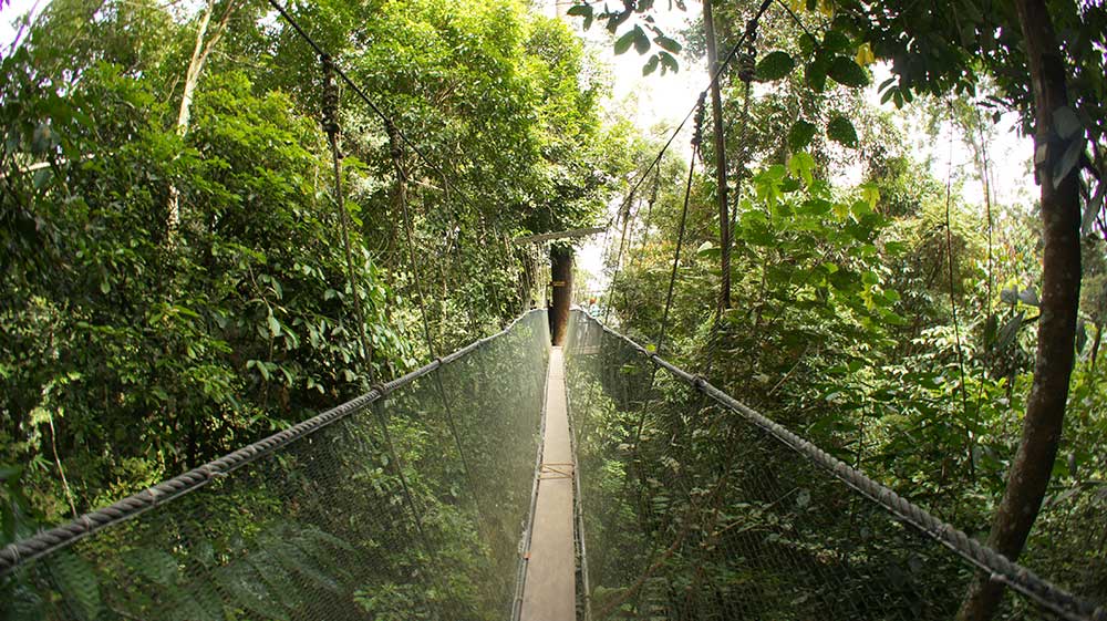 Canopy walking